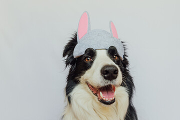 Happy Easter concept. Preparation for holiday. Cute funny puppy dog border collie wearing Easter bunny ears isolated on white background. Spring greeting card