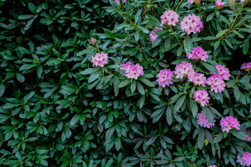 Cottage Core Aesthetic Garden.