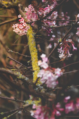 Rosa und pinke Blüten und Knospen am moosbedeckten Zweig