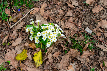 Wildflowers of the Caucasus. The first spring flowers in the Caucasian forests. Wild flowers of mountains and forests.