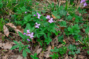 Wildflowers of the Caucasus. The first spring flowers in the Caucasian forests. Wild flowers of mountains and forests.