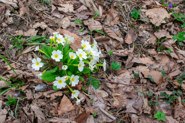 Wildflowers of the Caucasus. The first spring flowers in the Caucasian forests. Wild flowers of mountains and forests.