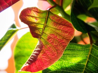 Il rosso e il verde