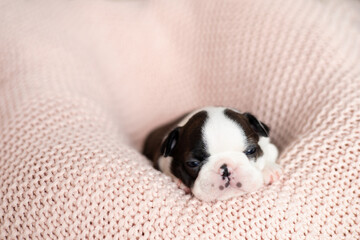 A tiny Boston Terrier puppy lies on a pink knitted blanket. Pets. Dog. Sweet. Cute