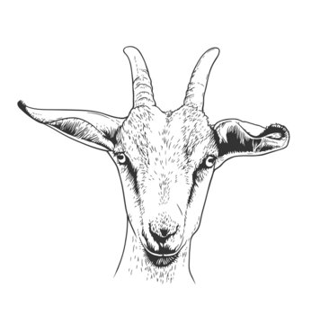 Goat head portrait hand-drawn vector line art illustration