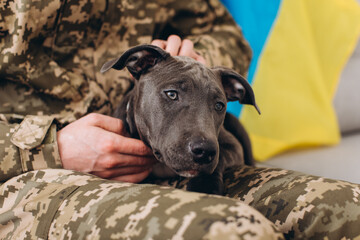 A Ukrainian soldier in military uniform is sitting on a sofa with his faithful friend, an Amstaff dog, on the background yellow and blue flag.