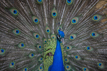 Obraz premium peacock feather close up