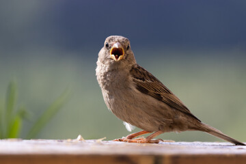 sparrow on a frence
