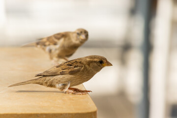 sparrows on a fence