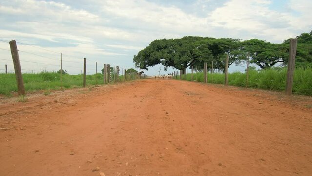 Flock of sheeps running on a dirt road of a farm and raising dust. Sheeps running way to the camera. Texel sheeps. Brazilian animal breeding.