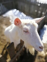 Obraz premium cute white goat on a blurry farm background