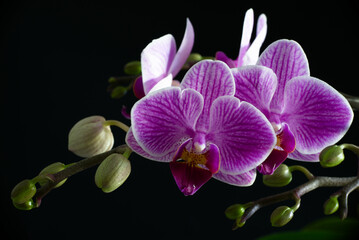 Fototapeta na wymiar orquidea
