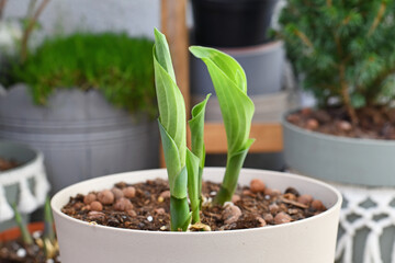 New shoots of hosta plant growing out of pot in early spring