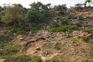 thorny vegetation on the rocky surface of the sacred Indian hill govardhan