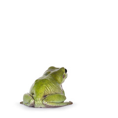 Green tree frog aka Ranoidea caerulea, sitting backwards. Showing back legs. Isolated on a white...