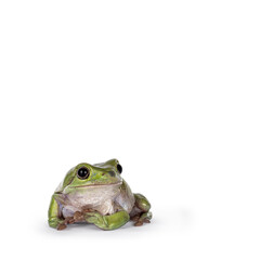 Green tree frog aka Ranoidea caerulea, sitting facing front. Looking away from camera. Isolated on...