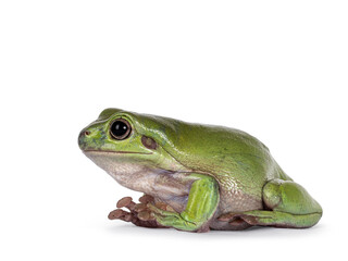 Green tree frog aka Ranoidea caerulea, sitting side ways. Looking away from camera. Isolated on a white background.