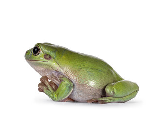 Green tree frog aka Ranoidea caerulea, sitting side ways. Looking away from camera. Paws like praying. Isolated on a white background.