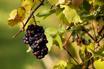 Close-up of red grapes hanging on a branch with green and yellow foliage in a vineyard