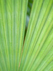 Close up detail with the foliage of Sabal Blackburniana or Blackburn's Sabal Palm.