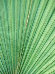 Close up detail with the foliage of Sabal Blackburniana or Blackburn's Sabal Palm.