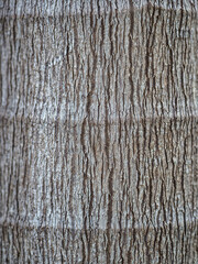 Bark tree natural wood texture pattern.