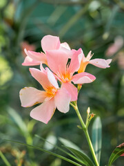 Close up detail with Nerium oleander commonly known as oleander or nerium flower in the garden.