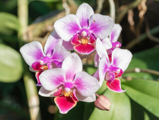 Fototapeta na wymiar Close up detail with Phalaenopsis pink flower, commonly known as moth orchids