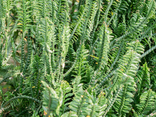 Close up detail background with Euphorbia tithymaloides foliage