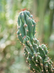 Close up with Cereus hildmannianus f. cristata monstruosa.