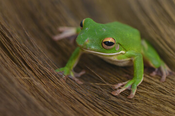 Whitelips tree frog