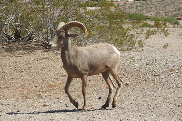 Desert bighorn sheep roaming the desert wilderness in Hemenway Park, Boulder City, Clark County, Nevada.