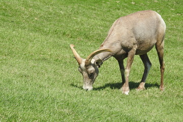 Wild desert bighorn sheep feeding on the grass in Hemenway Park, Boulder City, Nevada.