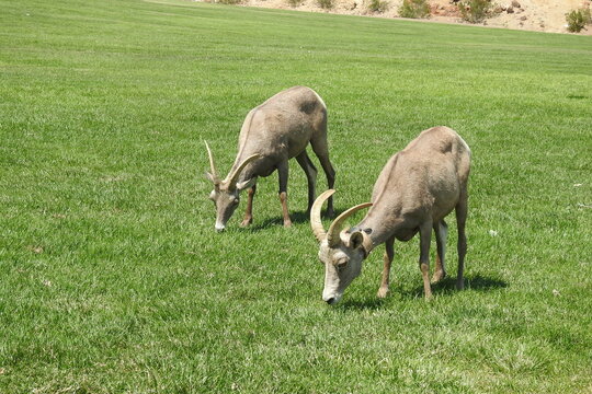 Wild desert bighorn sheep feeding on the grass in Hemenway Park, Boulder City, Nevada.