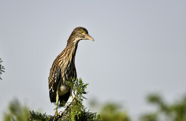 Pond herons perch in trees
