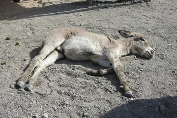 Gordijnen A young wild burro napping on Route 66, that runs through the Old West town of Oatman, in Mohave County, Arizona. © Scenic Corner