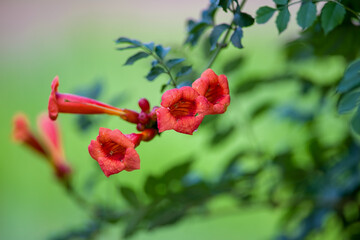 The beautiful Lingxiao flowers are blooming