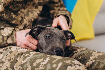 A Ukrainian soldier in military uniform is sitting on a sofa with his faithful friend, an Amstaff...