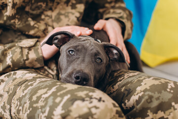 A Ukrainian soldier in military uniform is sitting on a sofa with his faithful friend, an Amstaff dog, on the background yellow and blue flag.
