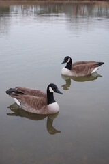 A pair of wild Canadian geese swimming in the waters of Howards Pond, in Elkton, Cecil county, Maryland.