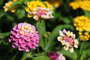 Pink Lantana Camara Flowers  .Colorful hedge flower Lantana Camara in shallow depth of field . Summer flowers .Close up view of the beautiful Lantana camara flower  and has a soft backdrop of summer. 