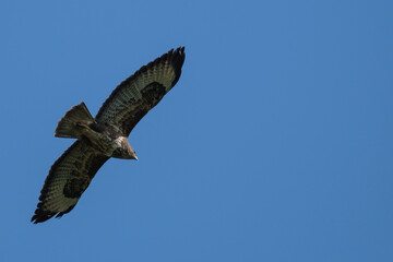 Common Buzzard (Buteo buteo), Lagan River, Belfast, Northern Ireland, UK