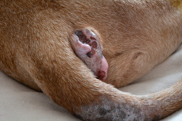 Perianal adenoma in an old dog. The healing process of anal adenoma after castration. 14 days after castration. Paraanal glands of a dog. Health of dogs. Pet care. - obrazy, fototapety, plakaty