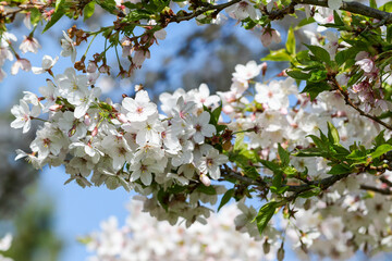 Spreading Plum tree (Prunus divaricata), pretty white flower blossoms blooming on branch in Spring. Dublin, Ireland