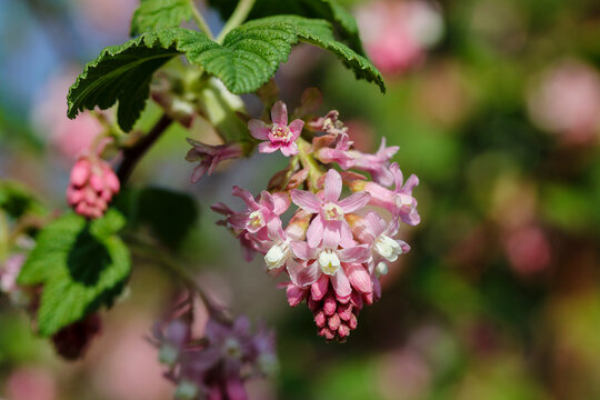 Pink flowers of "Ribes sanguineum" or flowering currant plant. Also known as "redflower currant", "red-flowering currant" and "red currant". Dublin, Ireland