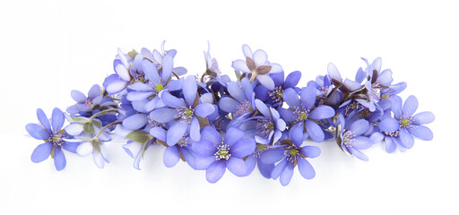First spring flowers,  Anemone hepatica isolated on white background. Border blue violet wild forest flowers liverwort.