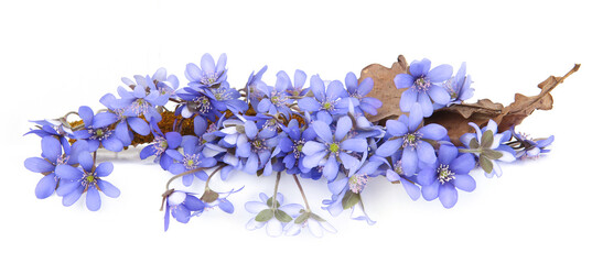 Fototapeta na wymiar First spring flowers, Anemone hepatica isolated on white background. Border blue violet wild forest flowers liverwort.