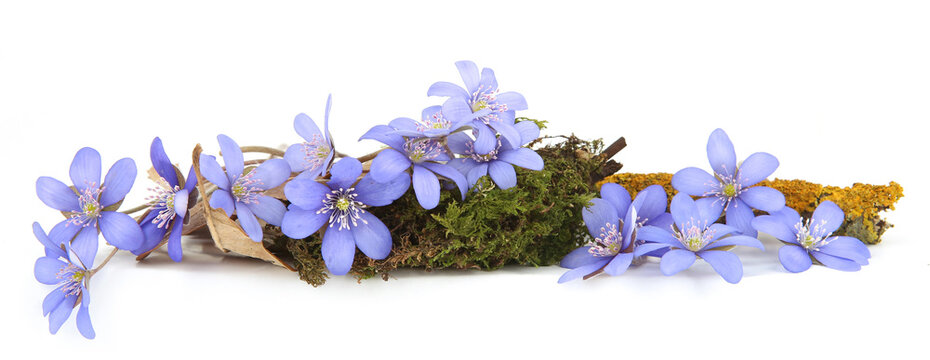First spring flowers,  Anemone hepatica isolated on white background. Border of blue violet wild forest flowers liverwort.