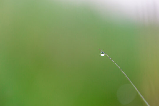 Tautropfen an Spitze eines Grashalmes