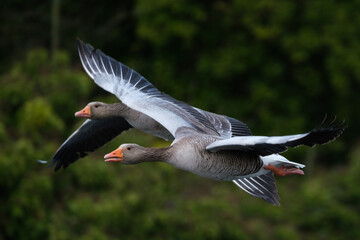 Greylag Goose (Anser anser), Victoria Park, Belfast, Northern Ireland, UK